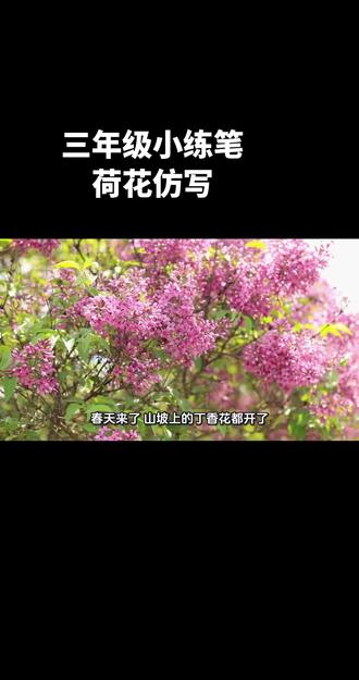 郭小豆小练笔分享:荷花仿写-丁香花#小练笔 #三年级小练笔 #描写植物