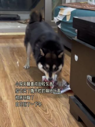 爱撕纸拆家的小狗,一定要给它安排上这个耐撕耐咬的响纸玩具#养狗的乐趣 #狗狗玩具 #养狗人 #养宠好物 #柴犬