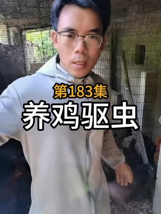 母鸡怎么样去驱虫?#新农人计划 #散养土鸡#养鸡驱虫#养鸡人#生态养殖