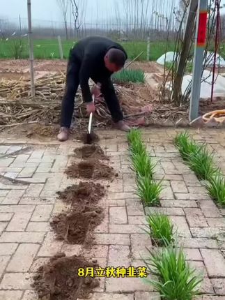 又到了种植韭菜的季节了,自己种吃着放心,这款#紫根宽叶韭菜 好种又好吃#韭菜种子 #韭菜种植 #种植小技巧#在家种菜