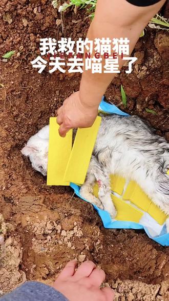 我救的猫猫去喵星了,只为记录它来过……#喵星没有病痛 #不爱请别伤害 #动保立法 #万物皆有灵性 #银渐层