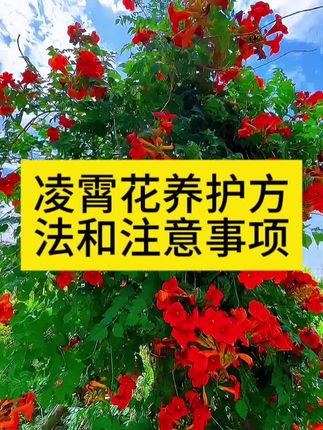凌霄花盆栽怎么浇水施肥水肥管理 #凌霄花专用肥 凌霄花多久浇水施肥一次 #凌霄花营养液 凌霄花盆栽叶子发黄枯萎黄叶掉叶不开花怎么办 #凌霄花肥料 凌霄花喜阴还是喜阳 #凌霄花专用营养液 #凌霄花开