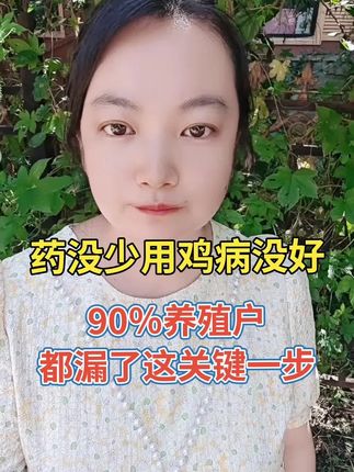 药没少用鸡病没好 90%养殖户 都漏了这关键一步#山东养鸡#河北养鸡#东北养鸡#养鸡#养鸡人