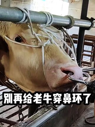 别再给老牛穿鼻环了,可以用上这个免打孔牛鼻环 #牛鼻环 #免打孔牛鼻环 #养牛