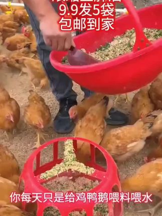 #科学养鸡#养鸡人#养鸡#养鸡人不容易#农村散养土鸡