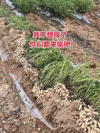 我不想拔了你们都来偷吧,实在不行连人一起拉走吧#拔花生 #农村生活