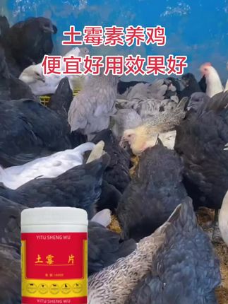 #养鸡人 #我的乡村生活#养鸡人#鸡鸭鹅养殖#家禽养殖