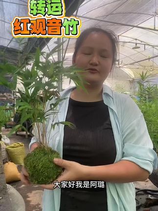 夏天适合养什么竹子? #红观音竹#转运竹#竹子盆栽 夏天适合养什么竹子?可以选择十大名竹之首红观音竹,飘逸气质!简约高雅!四季常青,好养好看!