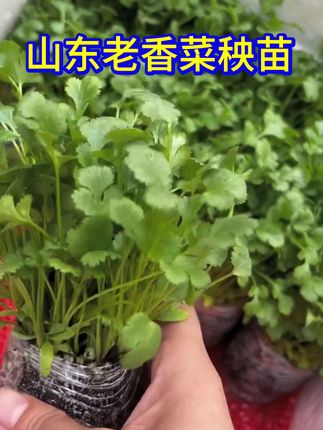 #种植小技巧 #种苗培育 #强烈推荐 更浓香山东老香菜幼苗秧带土带根芫荽种子春秋四季阳台盆栽蔬菜籽