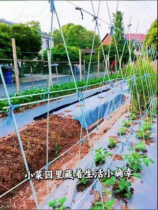 #农业种植 #大棚杆 #厂家直发品质保证 #我的小菜园 #纯天然绿色蔬菜