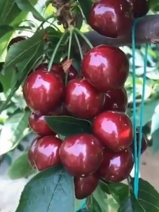#车厘子树苗#易种植好管理