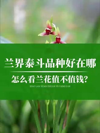 萧兰苑关于铭品兰草的鉴别