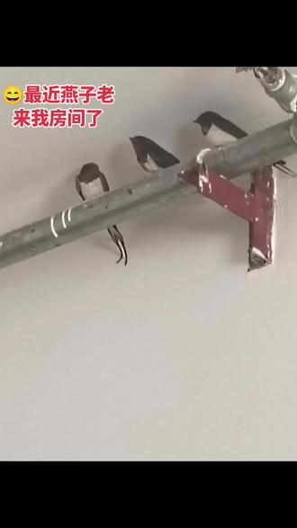 最近燕子老往我房间飞,最多四只最少两只,这是什么情况呀?看来我的人格魅力和气场房间磁场风水还还可以吧?#燕子来了 #好兆头