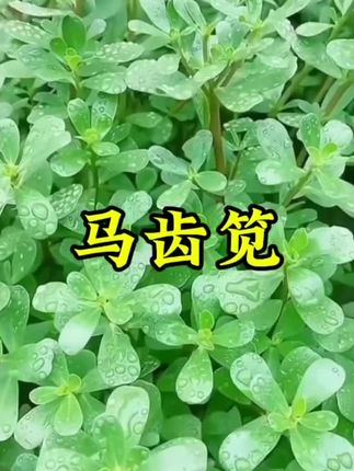 又到了吃草的季节,把这个马齿笕凉拌一下,真的比大鱼大肉都香,清口又解腻又下饭😋#马齿笕 #美味下饭菜 #好吃到停不下来 #清爽解腻#农村野菜