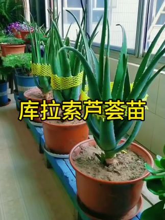 #库拉索芦荟苗 #芦荟灌肤 #美容专用芦荟 #耐活好养 #好处多多