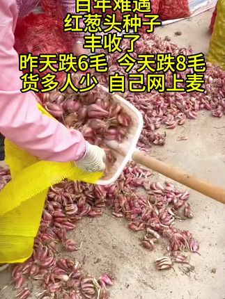 #抖音助农 #优质农产品 #快来一起尝个鲜 #香葱种子
