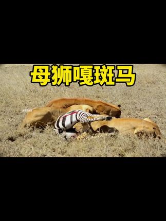 母狮不讲武德,直击斑马要害 #野生动物#动物世界#弱肉强食的动物世界 @岚图汽车 #爱上FREE的100种理由