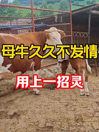 母牛久久不发情,用上一招灵#养牛人 #农村养牛 #养牛 #母牛不发情#母牛