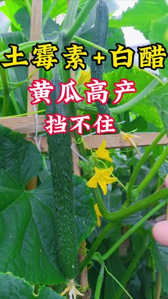 土霉素+白醋黄瓜高产挡不住 #黄瓜 #黄瓜种植 #黄瓜种植技术 #黄瓜高产种植 #黄瓜增产