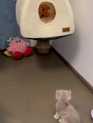 哪有小猫咪不喜欢钻这种洞洞窝的,睡起来暖乎乎的还很有安全感#猫窝#狗窝#养猫人#萌宠好物