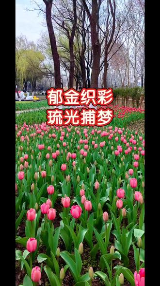 三月八日恰逢周末,绿博园荷兰园“郁金之梦,琉光捕梦”2026年郁金香花会正在上演着……#踏春赏花好去处 #创作者中心 #创作灵感 #感受春的气息 #绿博园荷兰园