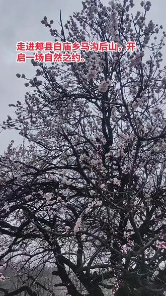 跑郏县白庙乡马沟后山看杏花啦!美翻了🌸