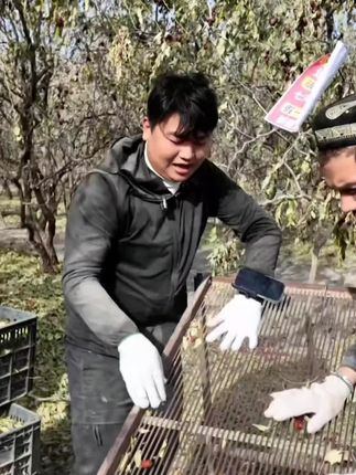 #全进华 #新疆特产 正宗新疆灰枣,皮薄肉厚核小,软糯香甜的,带土带灰给大家发货,非常好吃#若羌灰枣