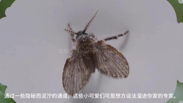 5种可能已经潜入你家中的微小害虫--管道蝇 带孩子解锁管道蝇的 “秘密”:
✅ 管道蝇是什么? 管道蝇是一种小飞虫,它们的幼虫生活在下水道、地漏的脏污和淤泥里,长大后会顺着管道飞进卫生间、厨房。
✅ 它们的小麻烦:管道蝇身上可能携带细菌,而且会在潮湿的地方繁殖,数量越来越多,影响家里的卫生环境。
✅ 轻松赶走它们:定期用热水 + 清洁剂冲洗下水道、安装地漏防臭芯、保持卫生间干燥通风,就能有效减少管道蝇滋生!
带孩子养成勤打扫、保持家里干燥的好习惯,一起守护家里的干净健康~
#亲子健康科普 #儿童生物启蒙 #带娃看世界 #家庭卫生防护 #自然启蒙小知识 #人间观察计划 #睡前故事