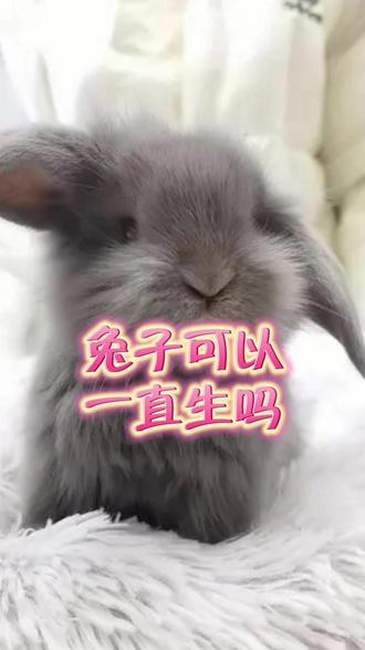 兔子可以一直生吗? #宠物兔