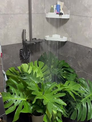 没错,龟背竹就是要水养才有氛围感太上瘾啦,一颗接一颗的水培每一颗都顺利发根了,日常只需要低水位养护,放在明亮通风处,水脏了换一下就好,换水的时候检查一下根系哦,不需要很用心的照顾就可以活哦,夏季养两颗龟背竹,顶替鲜花的装扮,超赞哦,#我的家里不能没有植物 #水培龟背竹#龟背竹#水培植物 #龟背竹水培
