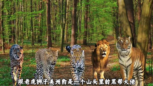为啥猎豹有人撸,却没人撸花豹? #动物解说#科普一下#科普#青年创作者成长计划