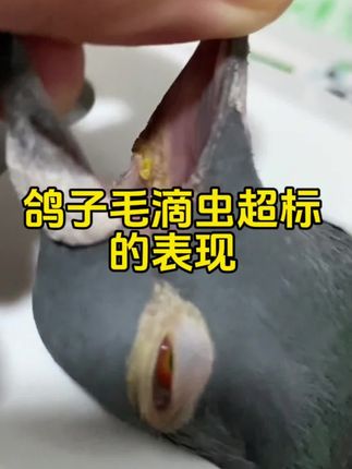 鸽子有这些症状说明毛滴虫超标了#信鸽赛鸽 #养鸽人的心酸 #养鸽小技巧 #鸽子养殖#养鸽养殖