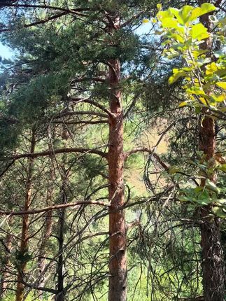 Almaty | Medeu之旅📍#原创视频 #vlog日常 #山里的风景 #美丽的大自然风光 @抖音上热门 @DOU+小助手 #阿拉木图