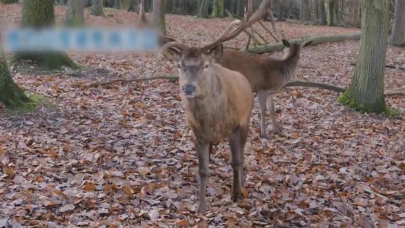 鹿之奇行:为何摩擦鹿角至流血?