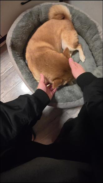 vlog|旺柴生病后瘦了6斤!开始给它食补! #柴犬 #狗狗食补 #自制狗饭 #我的生活日记 #柴犬日记