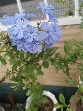 #爱生活爱养花 #养花日常