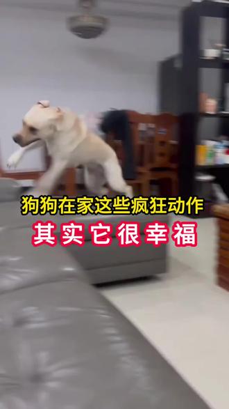 狗狗的东西代表不同意思#养狗经验分享 #养宠知识 #宠物知识 #养狗小知识 #狗狗