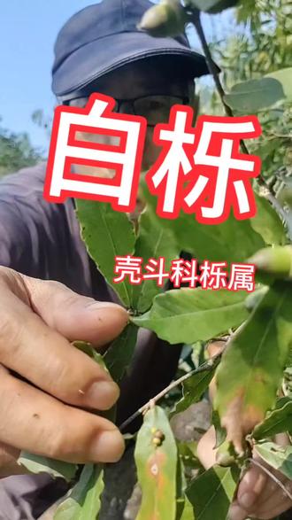 白栎||壳斗科栎属#植物科普