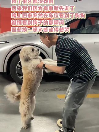 宠物真的会治愈人类😭#狗狗狗狗 #小狗子
