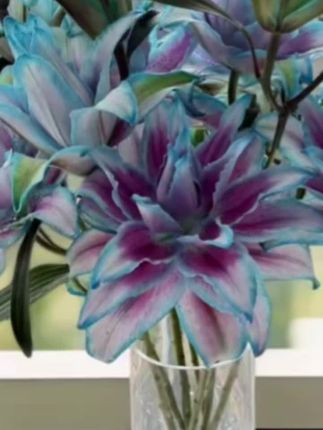 【【星空】多头重瓣吸色云南基地重瓣香水百合直发现采现:/ 发顺丰包邮】#家居好物 #养花小知识 #园艺生活 #家庭养花