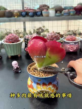 #爱生活爱养花 #多肉植物