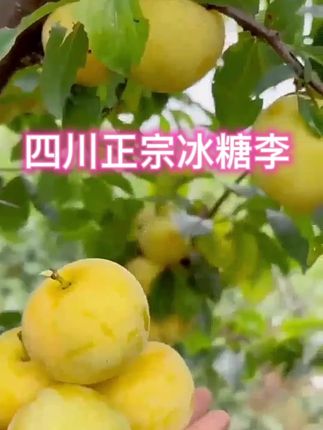 #李子顺丰特送#四川冰糖李 爱上这一口#水果搬运工 @电热宝 @DOU+上热门