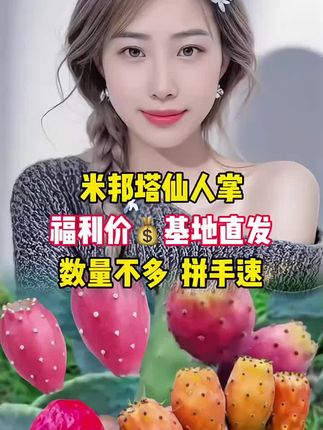 #仙人掌片种苗#可以观赏开花结果#盆栽地栽阳台庭院都可以种植