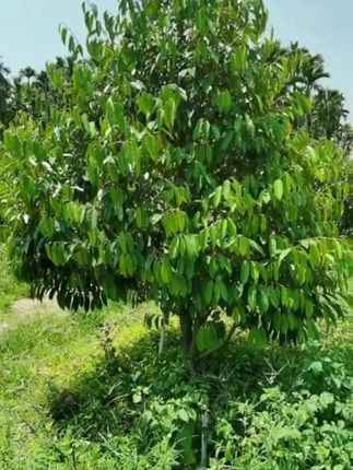 #海南榴莲种植基地#果树栽培#三农#果园管理#榴莲种植
