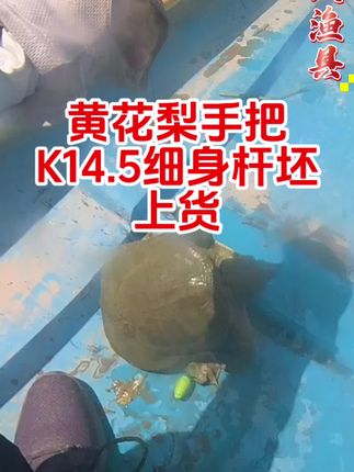 #原创视频#户外打甲鱼 #渔具用品 #户外钓鱼 黄花梨手把k14.5细身六轴卡雷多 上货
