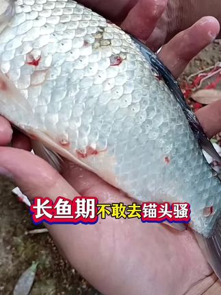 #水产养殖 #鱼虾蟹养殖#四大家鱼养殖 #红点消