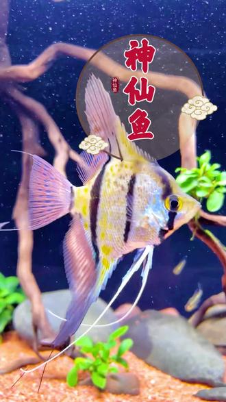 鱼缸梦幻精灵 1. ✨梦幻精灵入驻鱼缸!神仙鱼自带仙气滤镜
流线如丝绸,长尾似纱裙,每一次摆尾都是水中芭蕾。灵动身姿点亮家居,无需出门,把热带海洋搬进客厅~新手也能轻松养,速来解锁你的治愈系小确幸!
2. 🔥全网疯抢的“水中仙子”!神仙鱼颜值天花板
银鳞泛微光,黑纹若水墨,游动时宛如一幅流动的艺术画!无需复杂布景,单养即高级,群游更震撼!这个夏天,让神仙鱼承包你的朋友圈C位!
3. 💦懒人养鱼福音!神仙鱼=高颜值+超省心
耐活易养不挑食,适应力MAX!无需专业设备,新手也能轻松上手~自带优雅气质,无论是办公桌、书桌还是玄关,瞬间提升氛围感!速戳选购,把仙气带回家!#神仙鱼 #热带鱼 #新手养鱼 #观赏鱼 #鱼缸里的大自然