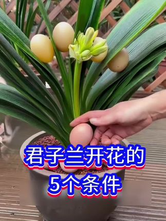 @小马姐园艺 君子兰开花的5个条件#养花小知识 #家庭种植