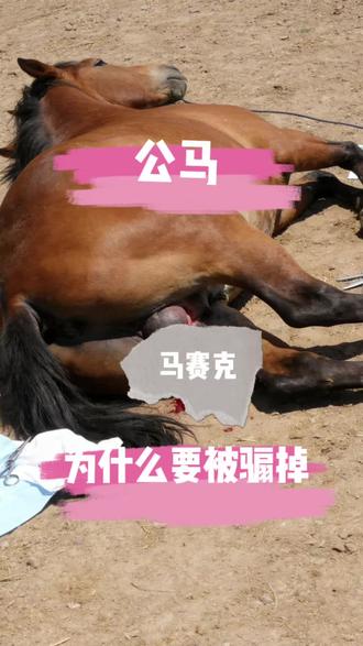 公马为什么要被骟掉#骑乘大马#源头养马场#野骑#半血马#改良马