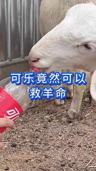 #养羊#牛羊养殖#新手养羊#养羊人